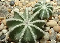 Aztekium hintonii