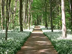 Ail des ours en forêt alluviale