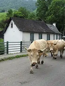 Photographie de vaches.