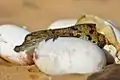 Août 2016 - Première naissance d'un bébé crocodile du Nil à Crocoparc.