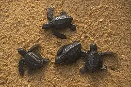 Bébés tortues libérés.