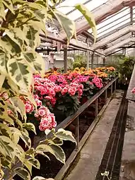 Bégonias.