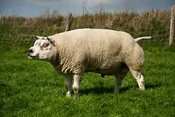 Bélier Texel (type belge/hollandais) âgé de deux ans.