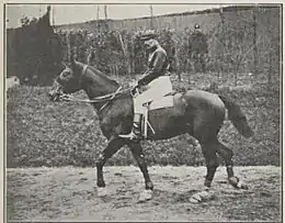 Photographie noir et blanc d'une cheval de course vu de profil.