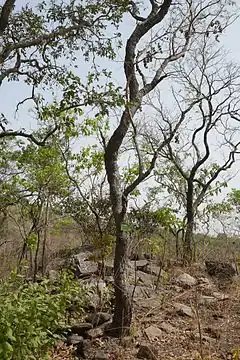 Prosopis africana est appelé « l'arbre de fer », car il peut résister au feu et aux termites; on utilise son bois dur pour fabriquer le djembé.