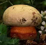 Rubroboletus legaliae