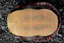 Une tortue retournée sur un rocher, le plastron est mat avec une marque noire en son centre