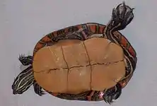 C. p. dorsalis retournée sur le dos présentant son plastron jaune mat sans taches. La tortue est posée sur un fond blanc