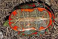 C. p. bellii retournée dans l'herbe : le plastron présente un motif rouge vif marqué de noir et de blanc.