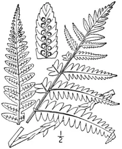 Description de l'image BB-0043 Dryopteris goldiana.png.