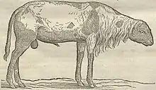 Aries guineensis , Marggraf, Georg (1610-1644)