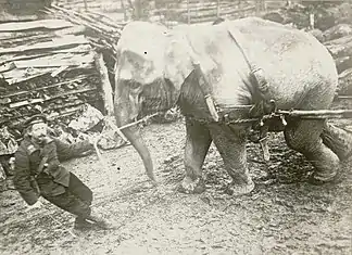 Photographie noir et blanc de l'éléphante avec un soldat la tenant à la bride.