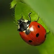 Coccinelle à 7 points