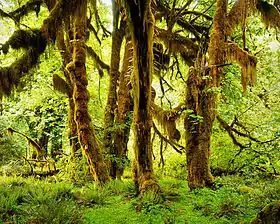 Image illustrative de l’article Forêt humide de Hoh