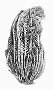 Anneissia plectrophorum.