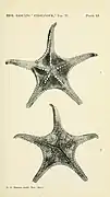 Calliaster spinosus