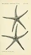Echinaster stereosomus