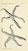 Pseudophidiaster rhysus