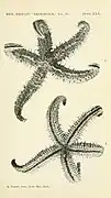 Sclerasterias dubia