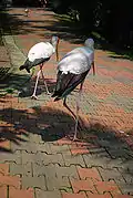Tantales ibis.