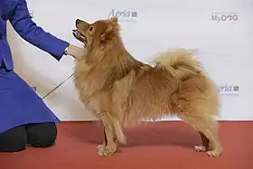 Spitz de profil pendant une exposition canine.