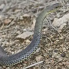 Écailles lisses et concaves de la couleuvre de Montpellier.