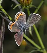 Icaricia acmon, femelle.