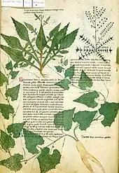 Page de manuscrit avec des dessins détaillés de deux plantes aplaties insérés entre les paragraphes de texte et un troisième dessin recouvrant partiellement le texte et montrant le port volubile de la plante.