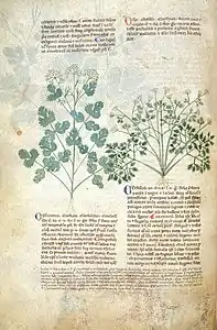 Page de manuscrit avec quelques paragraphes de texte en deux colonnes et des dessins schématiques de deux plantes à feuilles finement découpées et à fleurs blanches en ombelles.