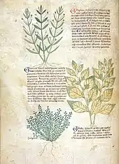 Page de manuscrit en deux colonnes alternant des blocs de texte en gothique, avec de grandes majuscules initiales bleues ou rouges, et des illustrations de plantes en couleur.