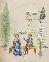 Page de manuscrit montrant une Prêle et un Muscari à toupet entourant un banc sur lequel sont assis un homme et une femme ; en haut à droite, une jeune fille assise sur un tabouret et un garçon nu.