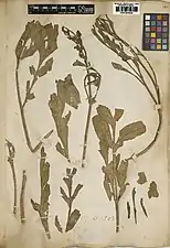 Photo d'une planche d'herbier, avec des fragments de feuilles pennatiséquées très abîmées, portant l'inscription au crayon « B.H. 1843 ».