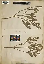 Photo d'une planche d'herbier, avec des feuilles pennatiséquées, portant l'inscription au crayon « B.H. 1843 ».