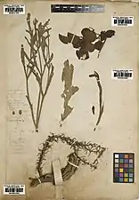 Photo d'une planche d'herbier, avec des fragments de feuilles pennatiséquées, un morceau de racine épaisse et deux fruits, avec diverses mentions au crayon et l'inscription « B.H. 1843 ».
