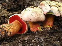 Rubroboletus rhodoxanthus.