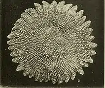 Heliaster polybrachius.