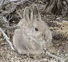 Un lapin gris clair au museau rond, avec des oreilles moyennes et des yeux noirs