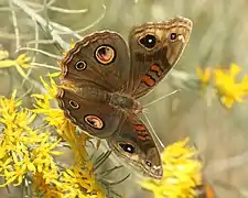 Junonia nigrosuffusa