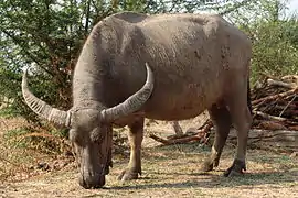 Buffle d'eau (Bubalus bubalis).