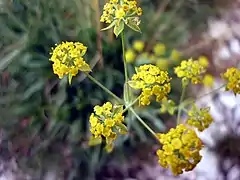 Bupleurum ranunculoides.