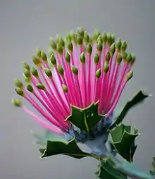 Gros-plan d’un bourgeon floral prêt à s’ouvrir, chaque fleur de l’inflorescence, rose avec une extrémité jaune, ressemble à une allumette