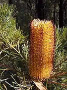 B. spinulosa, Nowra (Nouvelle-Galles du Sud).