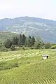 Bačevci - panorama
