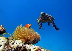 Paysage sous-marin typique de Baa avec une tortue imbriquée et un poisson-clown des Maldives dans son anémone.