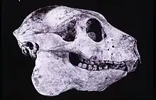 Un crâne de lémurien, vue de la droite.