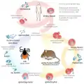 Babesia : cycle de vie