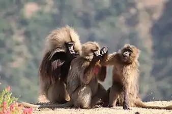 Gélada(Theropithecus gelada)