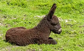 Un ane du Poitou enfant, dans le parc animalier de la lande de Lunebourg, en Allemagne. Juin 2017.