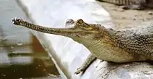 Photo de la tête d'un gavial vu de profil.
