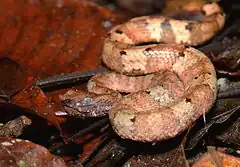 Description de l'image Baby Sumatran Palm Pit Viper (Trimeresurus andalasensis) (23927643320).jpg.